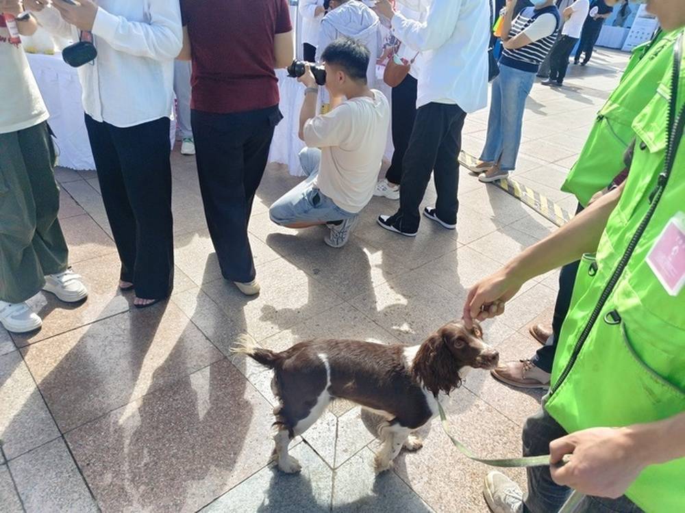 “招聘大集”裡的“毛茸茸視窗”，寵物經濟新業態求職受關注